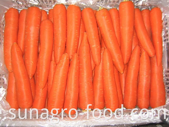 High Quality Carrot